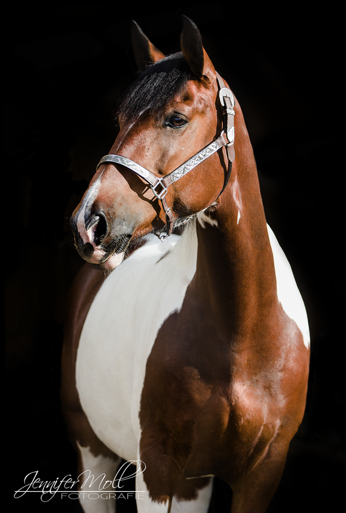 Portrait eines gescheckten Pferdes vor schwarzem Hintergrund